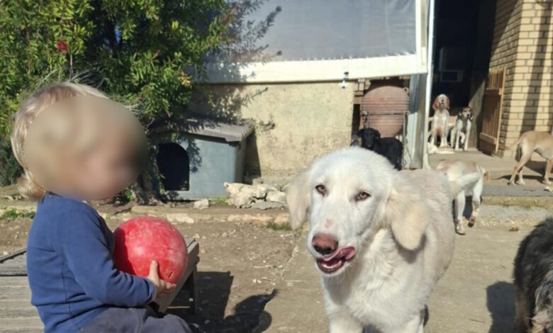 Ζάκυνθος:-«Τον-έχασα-30-δευτερόλεπτα-από-τα-μάτια-μου»,-λέει-ο-πατέρας-του-2χρονου-που-σκοτώθηκε-από-πίτμπουλ-–-Η-οικογένεια-φρόντιζε-αδέσποτα-ζώα
