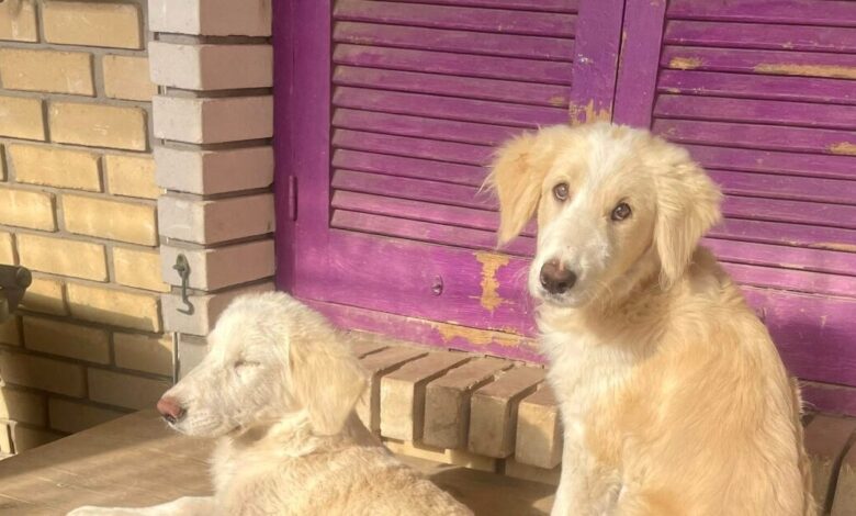 Επιθέσεις-σκύλων:-Τι-φταίει-πραγματικά-και-πώς-μπορεί-να-προληφθούν-τραγωδίες-σαν-της-Ζακύνθου