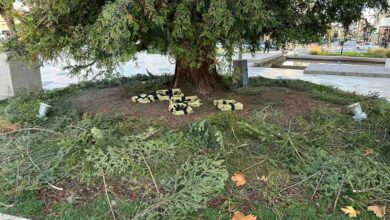 Τρίκαλα:-Εικόνα-εγκατάλειψης-στο-ψηλότερο-φυσικό-χριστουγεννιάτικο-δέντρο