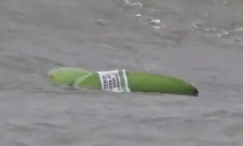 Γέμισαν-μπανάνες-οι-ακτές-της-Βρετανίας:-Ξεβράστηκαν-μετά-την-ανατροπή-φορτηγού-πλοίου