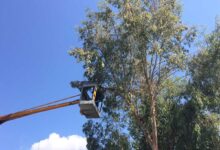 Κλειστή-αύριο-5-ώρες-η-οδός-Ριζαριού-για-κλάδεμα