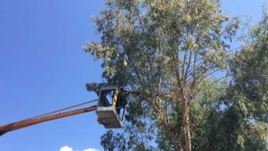 Κλειστή-αύριο-5-ώρες-η-οδός-Ριζαριού-για-κλάδεμα