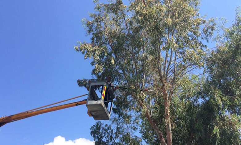 Κλειστή-αύριο-5-ώρες-η-οδός-Ριζαριού-για-κλάδεμα