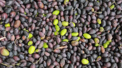 ΑΑΔΕ:-Παράταση-έως-τις-15.2026-για-την-έναρξη-της-Α’-φάσης-ψηφιακού-δελτίου-αποστολής-για-τους-ελαιοπαραγωγούς