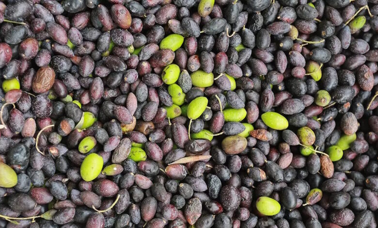 ΑΑΔΕ:-Παράταση-έως-τις-15.2026-για-την-έναρξη-της-Α’-φάσης-ψηφιακού-δελτίου-αποστολής-για-τους-ελαιοπαραγωγούς