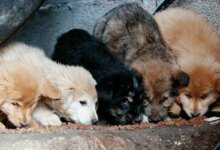 Φρίκη-στην-Πάτρα:-89χρονη-σκότωσε-κουτάβια-–-Της-πέταξε-πέτρα-25χρονος-και-τον-χτύπησε-στο-κεφάλι-με-μεταλλικό-αντικείμενο