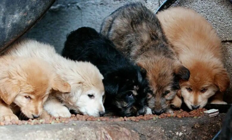 Φρίκη-στην-Πάτρα:-89χρονη-σκότωσε-κουτάβια-–-Της-πέταξε-πέτρα-25χρονος-και-τον-χτύπησε-στο-κεφάλι-με-μεταλλικό-αντικείμενο