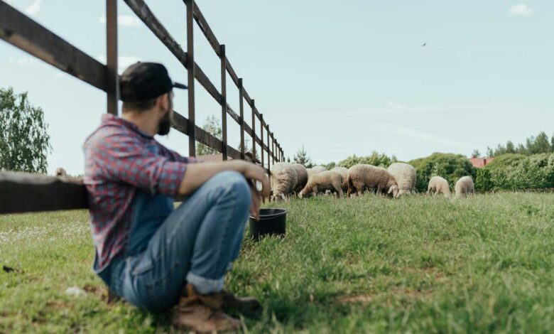 Αύξηση-50%-στην-ενίσχυση-για-ζωοτροφές-–-Στα-84-εκατ.-ευρώ-η-στήριξη