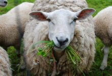 “πήγαινε-να-γίνεις-τσοπάνος…”