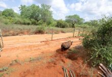 Το-μεγαλύτερο-καταφύγιο-ρινόκερων-στον-κόσμο-εγκαινίασε-η-Κένυα