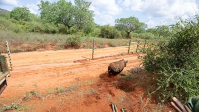 Το-μεγαλύτερο-καταφύγιο-ρινόκερων-στον-κόσμο-εγκαινίασε-η-Κένυα