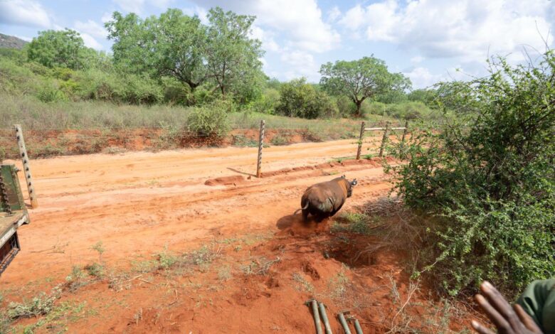 Το-μεγαλύτερο-καταφύγιο-ρινόκερων-στον-κόσμο-εγκαινίασε-η-Κένυα
