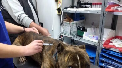 Ζάκυνθος:-«Δεν-μπορεί-να-εξημερωθεί»-λέει-η-φιλοζωική-για-το-πίτμπουλ-που-κατασπάραξε-τον-2χρονο