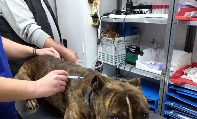 Ζάκυνθος:-«Δεν-μπορεί-να-εξημερωθεί»-λέει-η-φιλοζωική-για-το-πίτμπουλ-που-κατασπάραξε-τον-2χρονο