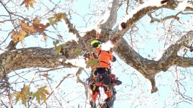 Σώθηκε-ο-ιστορικός-πλάτανος-στο-Λεοντίτο-–-Άμεση-επέμβαση-Δήμου-και-Δασαρχείου