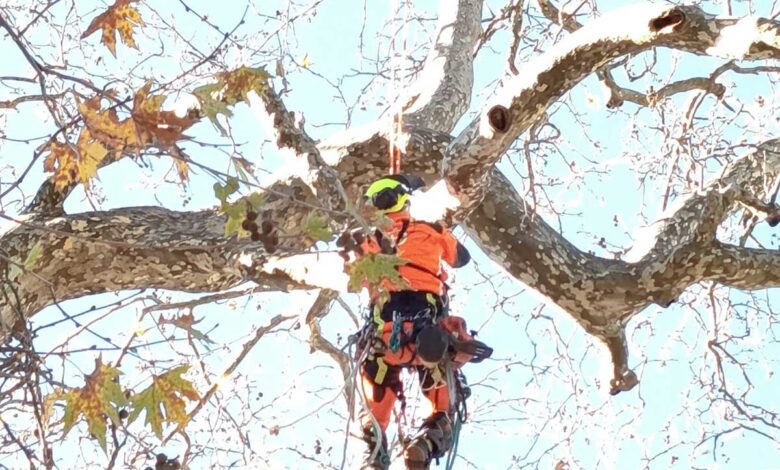 Σώθηκε-ο-ιστορικός-πλάτανος-στο-Λεοντίτο-–-Άμεση-επέμβαση-Δήμου-και-Δασαρχείου