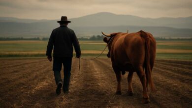 Εκεί-που-μας-χρωστούσανε,-μας-πήραν-και-το-βόδι