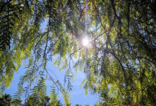 Καιρός-σήμερα:-Ηλιόλουστος-με-τοπικές-νεφώσεις-σε-όλη-τη-χώρα-–-Αγγίζει-τους-20-βαθμούς-η-θερμοκρασία