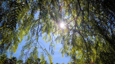 Καιρός-σήμερα:-Ηλιόλουστος-με-τοπικές-νεφώσεις-σε-όλη-τη-χώρα-–-Αγγίζει-τους-20-βαθμούς-η-θερμοκρασία