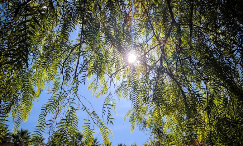 Καιρός-σήμερα:-Ηλιόλουστος-με-τοπικές-νεφώσεις-σε-όλη-τη-χώρα-–-Αγγίζει-τους-20-βαθμούς-η-θερμοκρασία