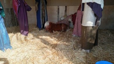 Καταγγελία-της-Φιλοζωικής-Ομάδας-Βόλου-για-έκθεση-pony-σε-χριστουγεννιάτικο-χώρο