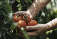 Αγρότες:-Πάνω-από-2-εκατ.-ευρώ-σε-ενισχύσεις-για-μηδική-στον-Έβρο-και-βιομηχανική-τομάτα-στην-Ημαθία