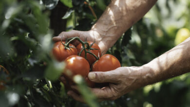 Αγρότες:-Πάνω-από-2-εκατ.-ευρώ-σε-ενισχύσεις-για-μηδική-στον-Έβρο-και-βιομηχανική-τομάτα-στην-Ημαθία