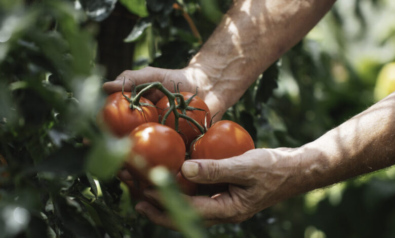 Αγρότες:-Πάνω-από-2-εκατ.-ευρώ-σε-ενισχύσεις-για-μηδική-στον-Έβρο-και-βιομηχανική-τομάτα-στην-Ημαθία