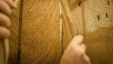 Πριν-πεθάνει-η-κτηνοτροφία,-βρέθηκαν-οι-λύσεις