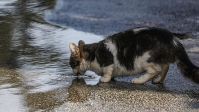 Φρίκη-στην-Ηλιούπολη:-«serial-killer»-ζώων-πέταξε-αποκεφαλισμένο-γατάκι-σε-νηπιαγωγείο