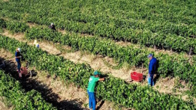 Ευρωπαϊκό-Κοινοβούλιο:-Νέα-μέτρα-προστασίας-για-τους-αγρότες-ενόψει-της-συμφωνίας-ελευθέρου-εμπορίου-με-τη-mercosur