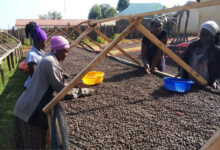 Καφές:-Ξεπέρασε-σε-εξαγωγές-την-Αιθιοπία-η-Ουγκάντα