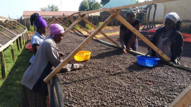 Καφές:-Ξεπέρασε-σε-εξαγωγές-την-Αιθιοπία-η-Ουγκάντα