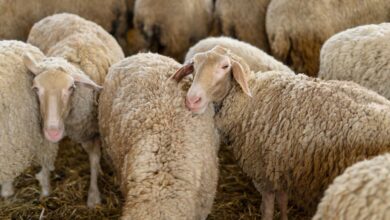 Ευλογιά-αιγοπροβάτων:-Νέες-αποζημιώσεις-ύψους-26-εκατ.-ευρώ-σε-κτηνοτρόφους-–-Η-κατανομή-ανά-Περιφέρεια