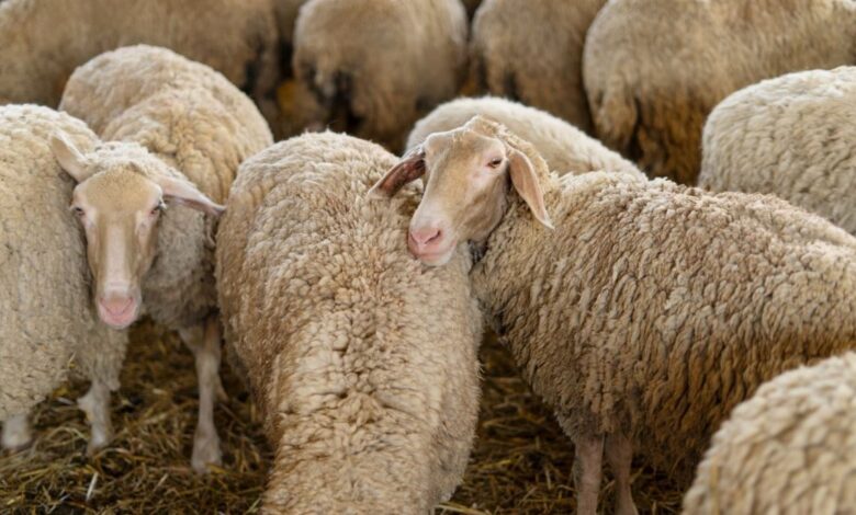 Ευλογιά-αιγοπροβάτων:-Νέες-αποζημιώσεις-ύψους-26-εκατ.-ευρώ-σε-κτηνοτρόφους-–-Η-κατανομή-ανά-Περιφέρεια