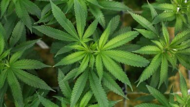 Διάταγμα-Τραμπ-για-χαλάρωση-των-κανονισμών-περί-κάνναβης