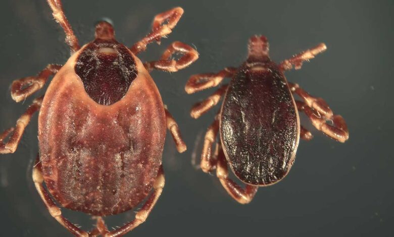 Τύρναβος:-«Καμπανάκι»-για-τα-τσιμπούρια-στα-βοοειδή-–-Κίνδυνος-για-τη-δημόσια-υγεία-και-την-παραγωγή