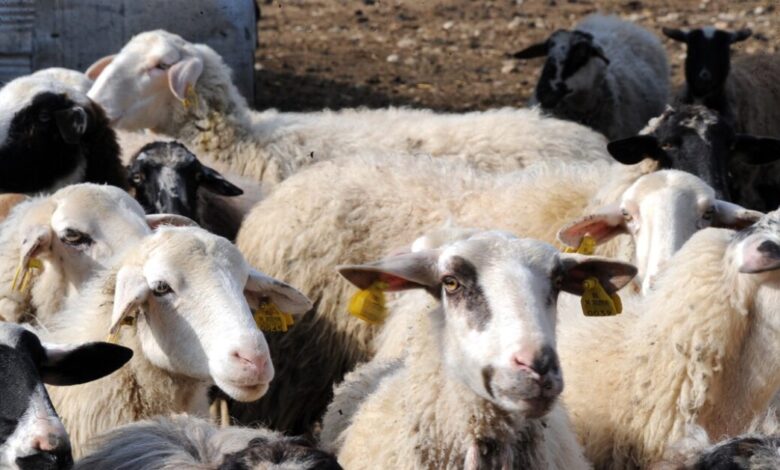 Πληρώθηκαν-26,9-εκατ.-ευρώ-σε-κτηνοτρόφους-για-απώλεια-εισοδήματος-εξαιτίας-ευλογιάς-και-πανώλης