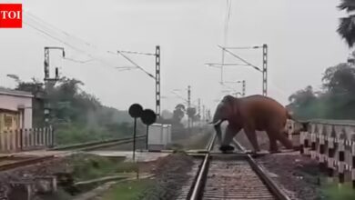 Ινδία:-Επτά-ελέφαντες-σκοτώθηκαν-κατά-τη-σύγκρουση-επιβατικού-τρένου-με-κοπάδι