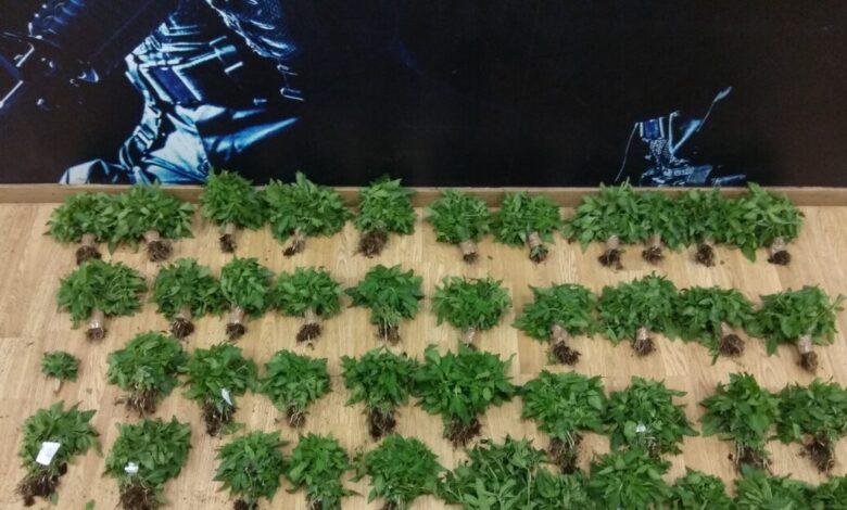 Ιταλία:-Συνελήφθησαν-384-άτομα-για-διακίνηση-ναρκωτικών-–-Κατασχέθηκαν-1,4-τόνοι-σε-μεγάλης-κλίμακας-επιχείρηση-σε-3-πόλεις