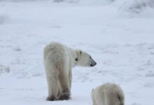 Καναδάς:-Θηλυκή-πολική-αρκούδα-υιοθέτησε-ένα-«ορφανό»-αρκουδάκι-–-Έχει-συμβεί-μόνο-13-φορές-τα-τελευταία-45-χρόνια