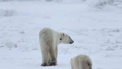 Καναδάς:-Θηλυκή-πολική-αρκούδα-υιοθέτησε-ένα-«ορφανό»-αρκουδάκι-–-Έχει-συμβεί-μόνο-13-φορές-τα-τελευταία-45-χρόνια