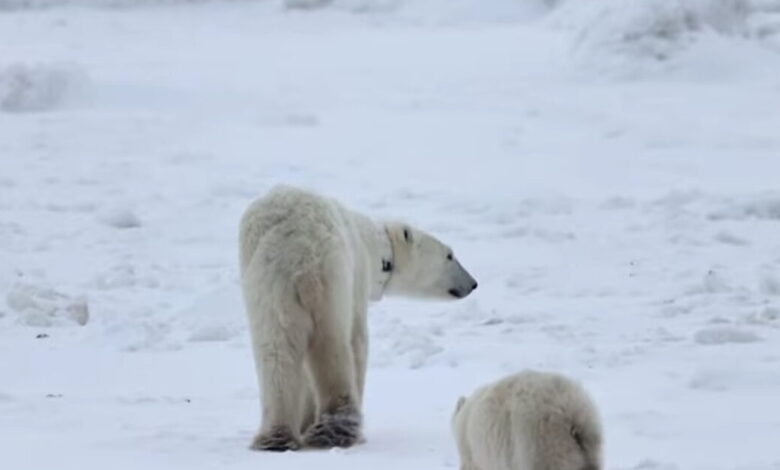 Καναδάς:-Θηλυκή-πολική-αρκούδα-υιοθέτησε-ένα-«ορφανό»-αρκουδάκι-–-Έχει-συμβεί-μόνο-13-φορές-τα-τελευταία-45-χρόνια