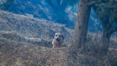 Ηλεία-:-Καταγγελίες-για-άτυπο-καταφύγιο-ζώων-–-Σκύλοι-δεμένοι-χωρίς-τροφή-και-νερό