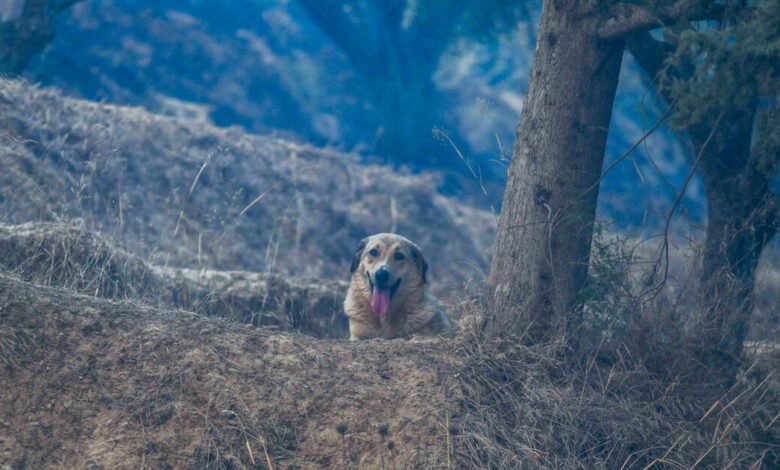 Ηλεία-:-Καταγγελίες-για-άτυπο-καταφύγιο-ζώων-–-Σκύλοι-δεμένοι-χωρίς-τροφή-και-νερό