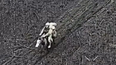 Ουκρανία:-Ρώσοι-στρατιώτες-εντοπίστηκαν-να-ιππεύουν-άλογα-κοντά-στην-πρώτη-γραμμή-–-Χτυπήθηκαν-από-drones