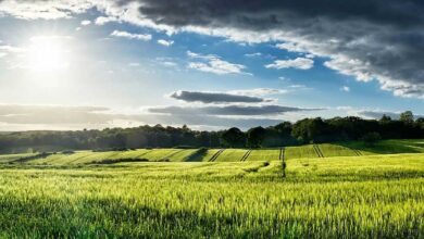 ΟΠΕΚΕΠΕ:-Τι-ισχύει-για-αγροτεμάχια-χωρίς-ΚΑΕΚ-και-Μέτρο-23