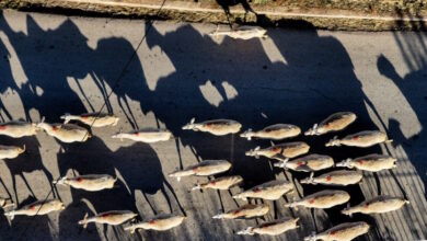 ΥΠΑΑΤ:-5η-κατανομή-χρηματοδότησης-για-την-αντιμετώπιση-της-ευλογιάς-των-αιγοπροβάτων-στις-περιφέρειες
