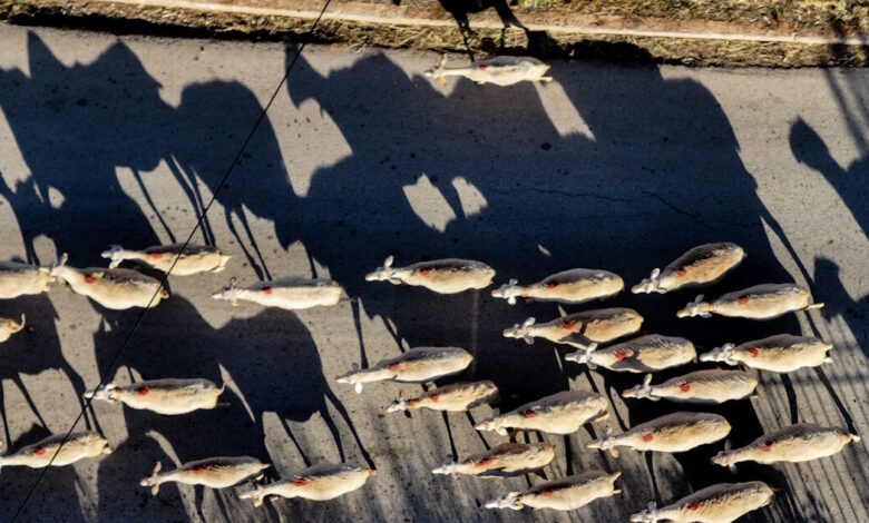 ΥΠΑΑΤ:-5η-κατανομή-χρηματοδότησης-για-την-αντιμετώπιση-της-ευλογιάς-των-αιγοπροβάτων-στις-περιφέρειες