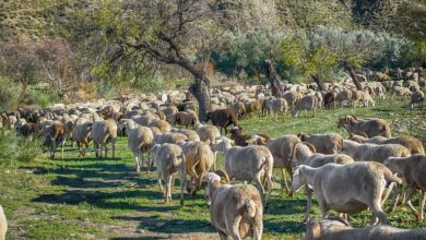 Επτά-νέα-κρούσματα-ευλογιάς-στη-Θεσσαλία-από-τις-12-έως-τις-19-Δεκεμβρίου